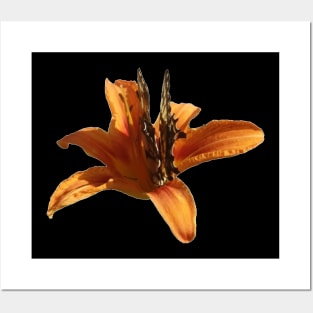 Beautiful photograph of a butterfly on an orange lily flower Posters and Art